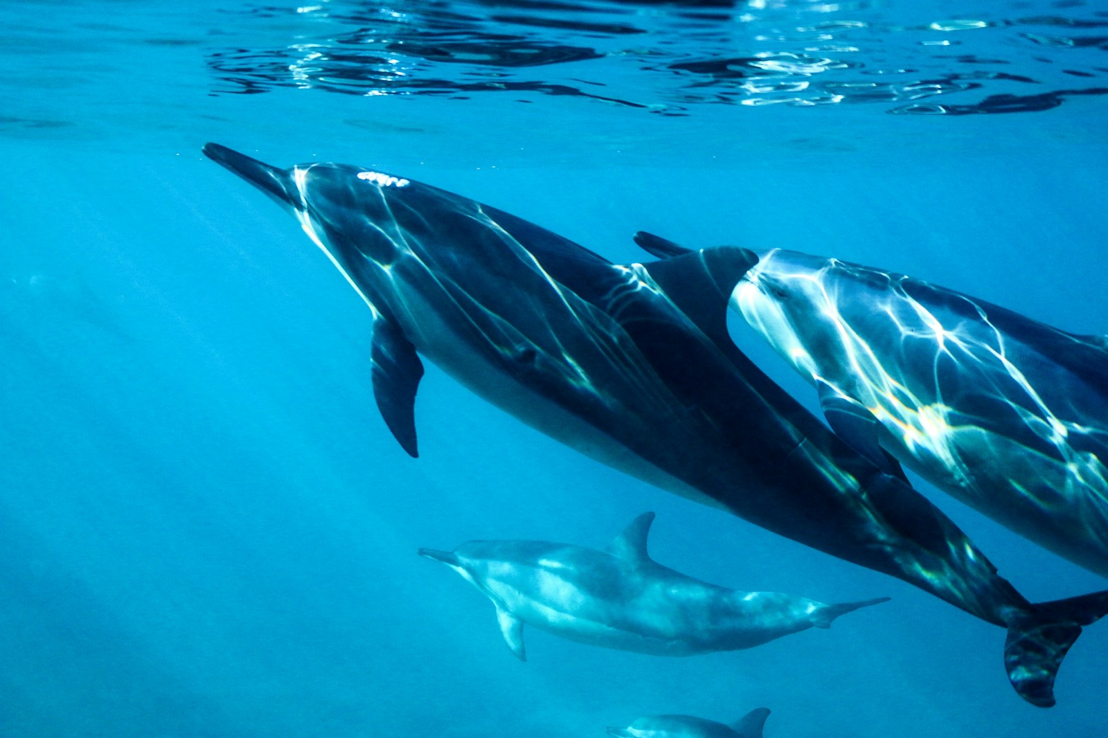 Roger Gale: There is more than just compassion in Britain defending and protecting marine life