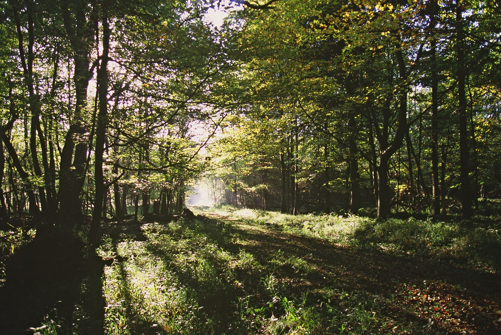 Simon Dudley: 'Forest City 1' is a recipe for disaster dressed up as progress, and will end up a migrant city
