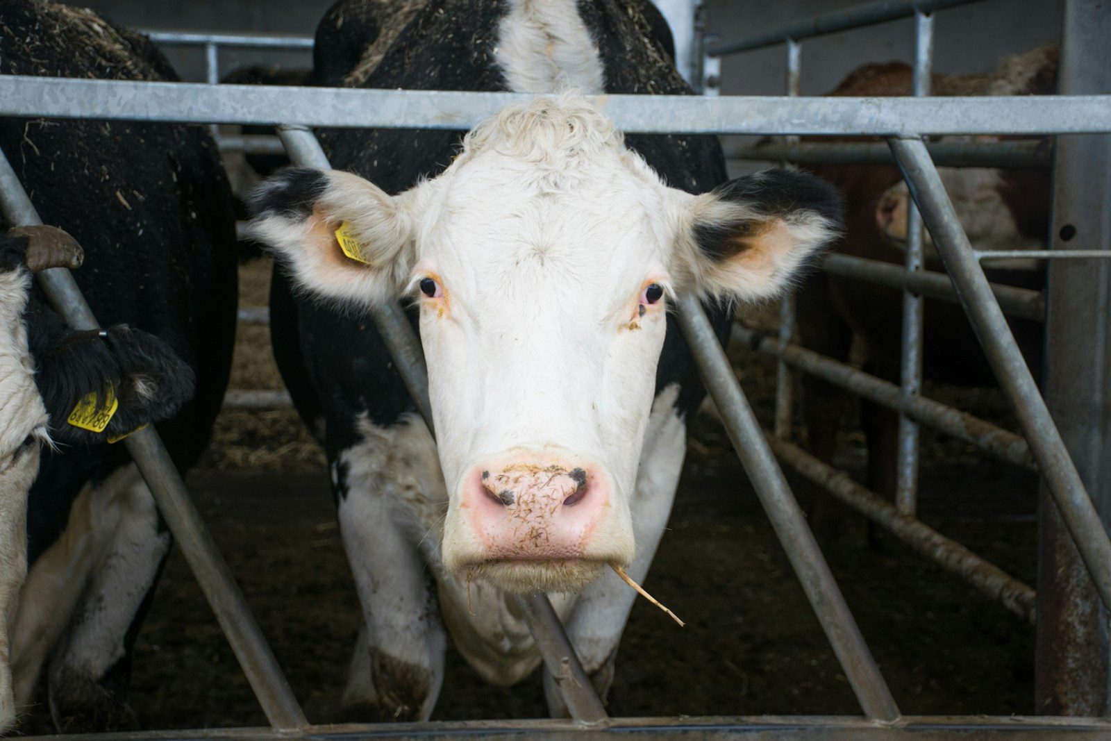 Henry Higgins: Food security is the missing pillar of Conservative Housing Policy